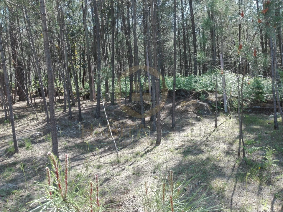 Terreno para Venda em Santar e Moreira Foto 4