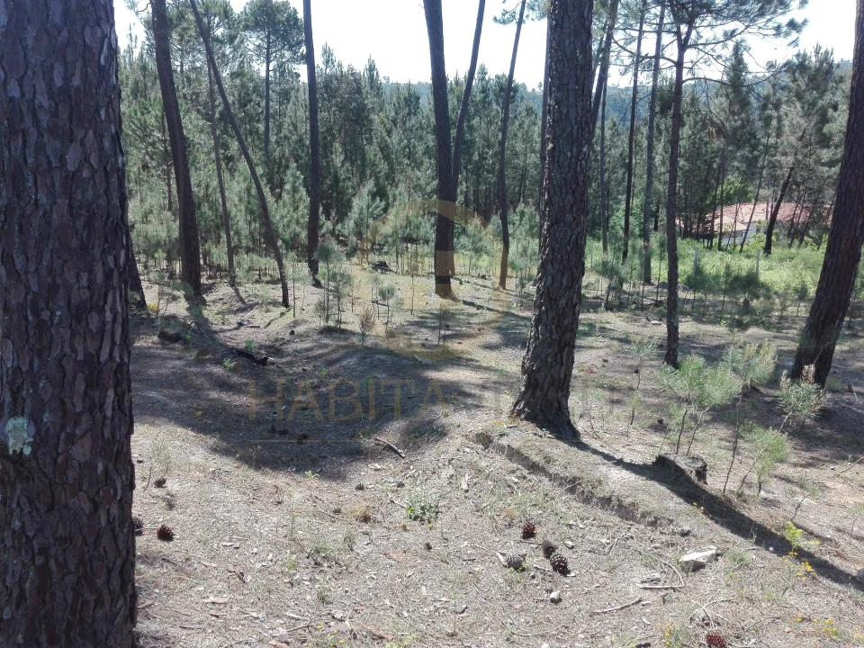 Terreno para Venda em Santar e Moreira Foto 6
