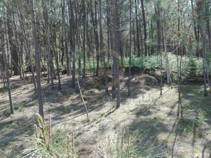 Terreno para Venda em Santar e Moreira Foto 4