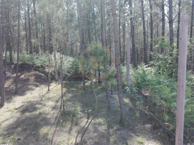 Terreno para Venda em Santar e Moreira Foto 5