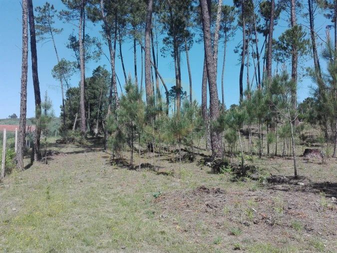 Terreno para Venda em Santar e Moreira Foto 3