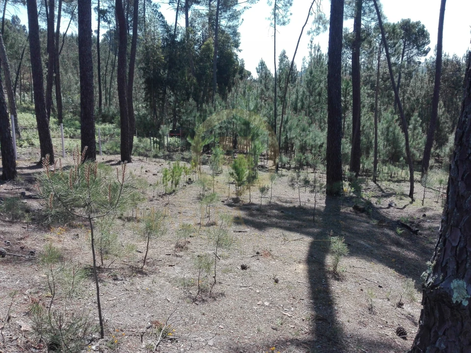 Terreno para Venda em Santar e Moreira Foto 8