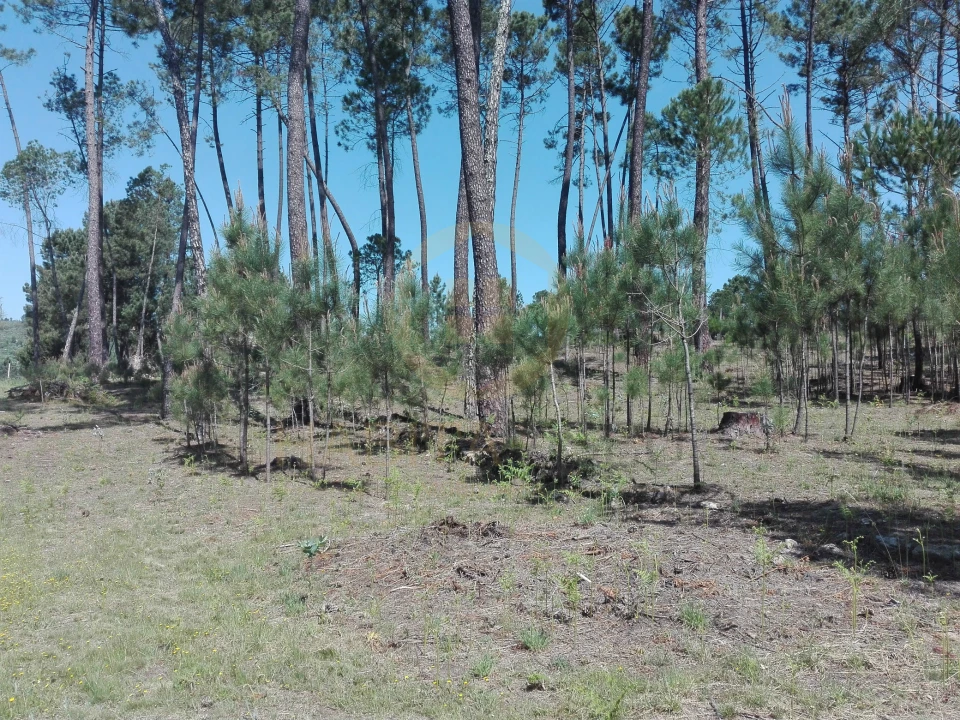 Terreno para Venda em Santar e Moreira Foto 2