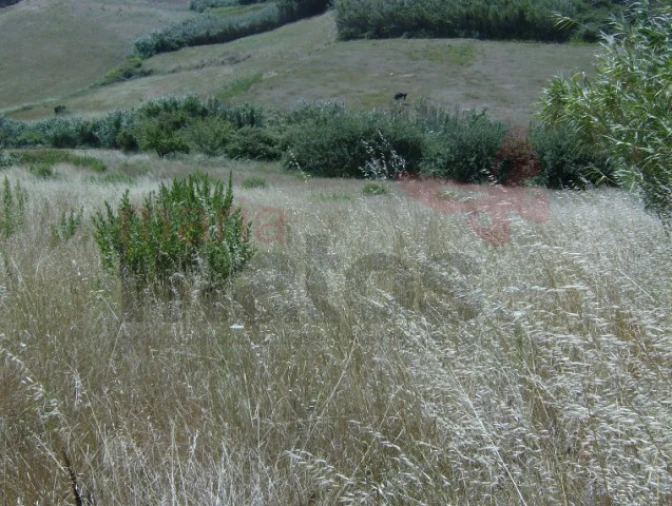 Terreno Agricola ou Rústico para Venda em Lourinhã e Atalaia Foto 4
