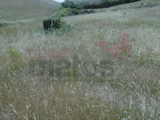 Terreno Agricola ou Rústico para Venda em Lourinhã e Atalaia Foto 9