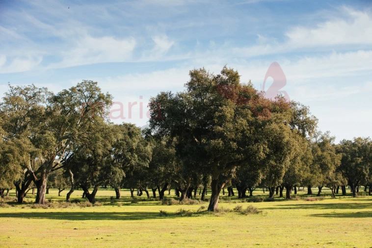 Negócio para Venda em Almeirim Foto 7