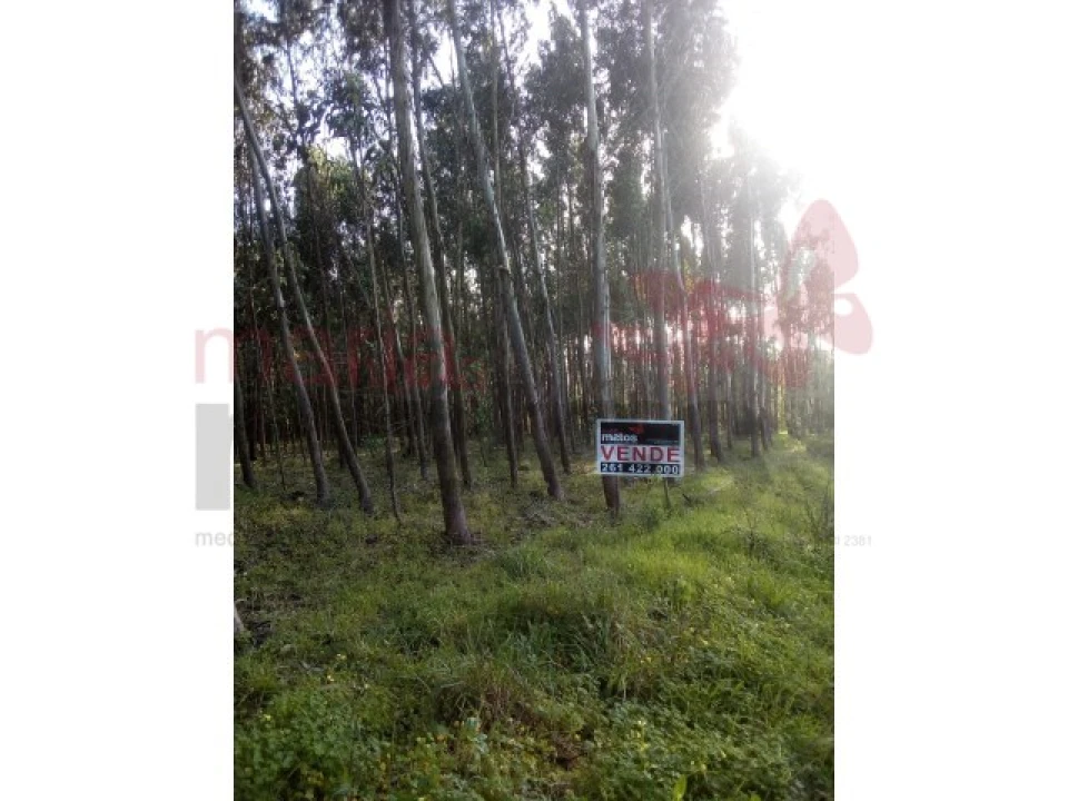Terreno para Venda em Lourinhã e Atalaia Foto 3