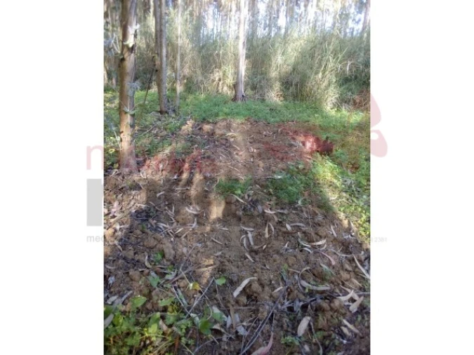 Terreno para Venda em Lourinhã e Atalaia Foto 2