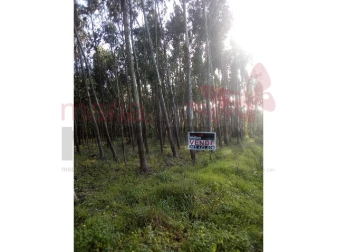 Terreno para Venda em Lourinhã e Atalaia Foto 3