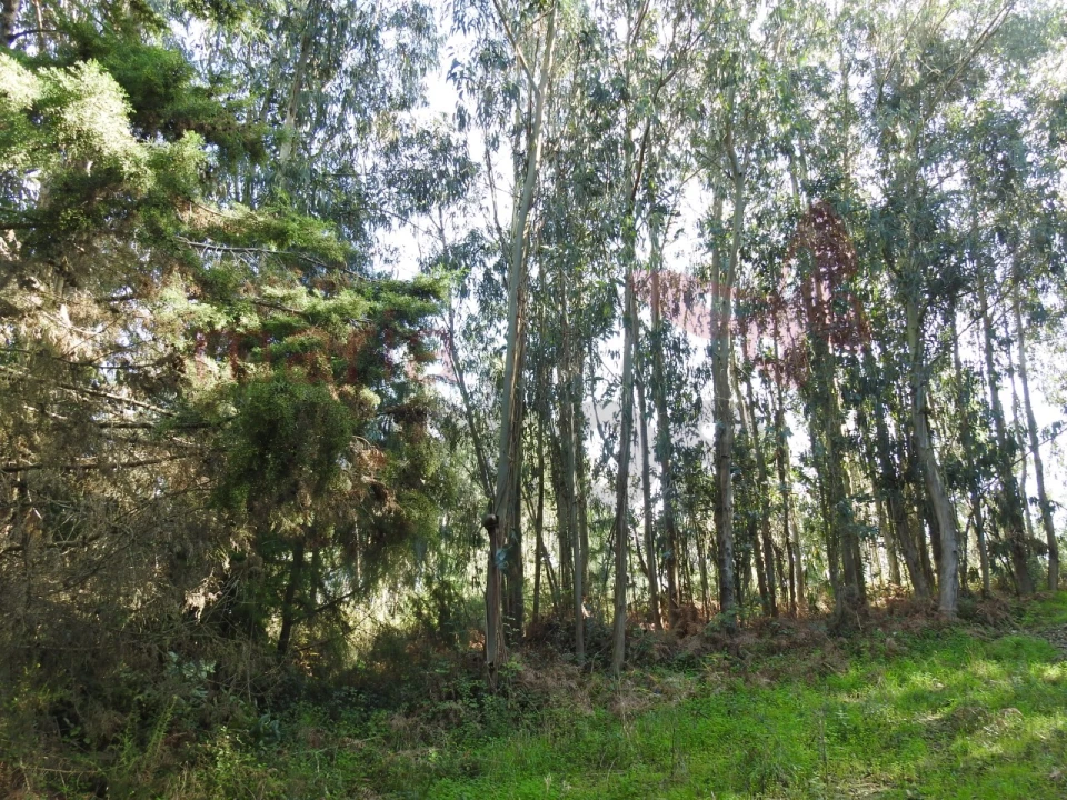 Terreno para Venda em Roliça Foto 3