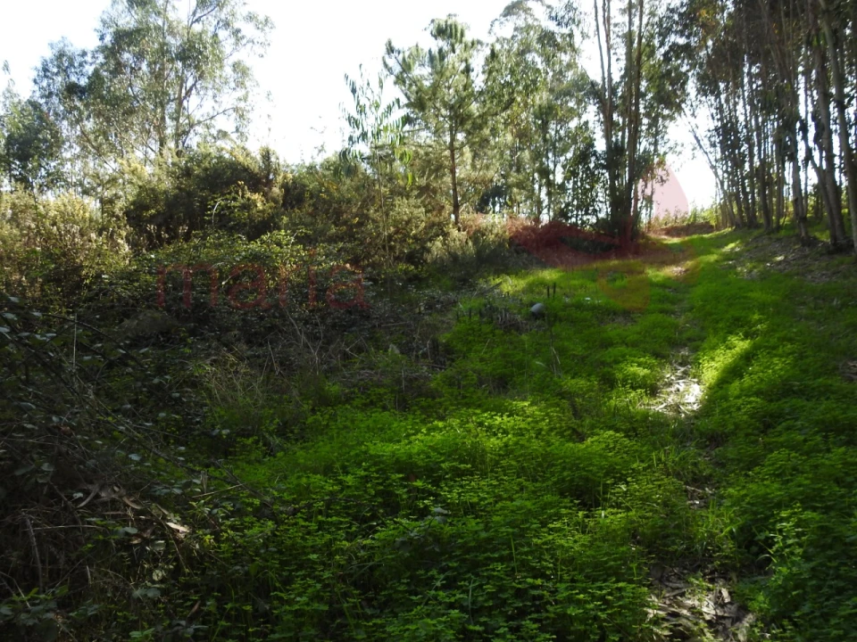 Terreno para Venda em Roliça Foto 2