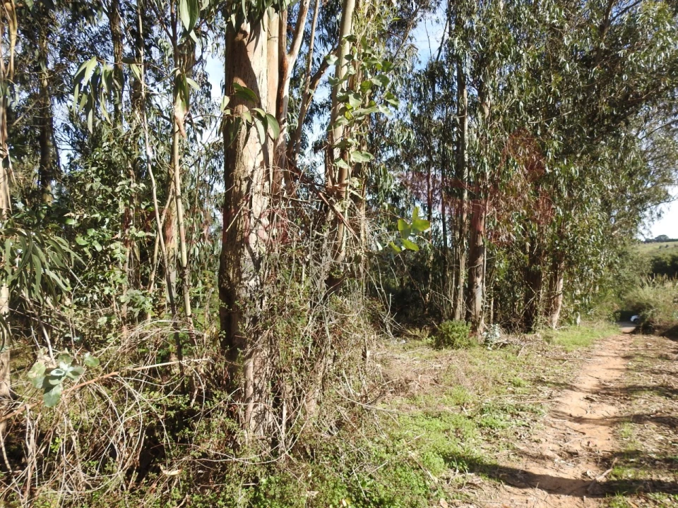 Terreno para Venda em Roliça Foto 4