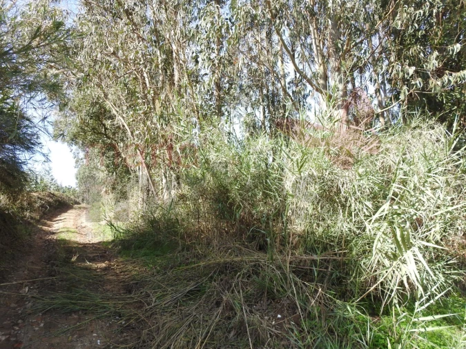 Terreno para Venda em Roliça Foto 5