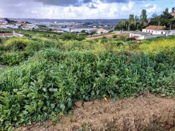 Terreno para Venda em Lourinhã e Atalaia