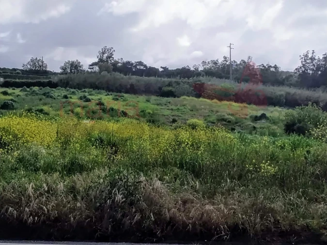 Terreno para Venda em Lourinhã e Atalaia Foto 6