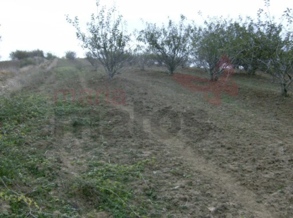 Terreno Agricola ou Rústico para Venda em Lourinhã e Atalaia Foto 3