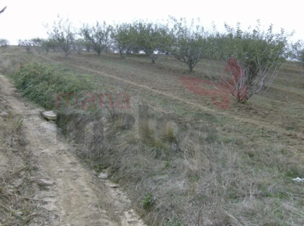 Terreno Agricola ou Rústico para Venda em Lourinhã e Atalaia Foto 4