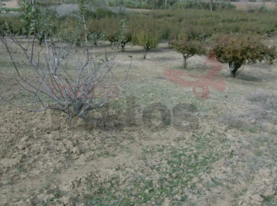 Terreno Agricola ou Rústico para Venda em Lourinhã e Atalaia Foto 5