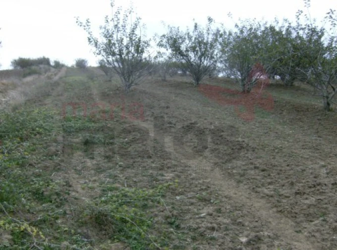 Terreno Agricola ou Rústico para Venda em Lourinhã e Atalaia Foto 3