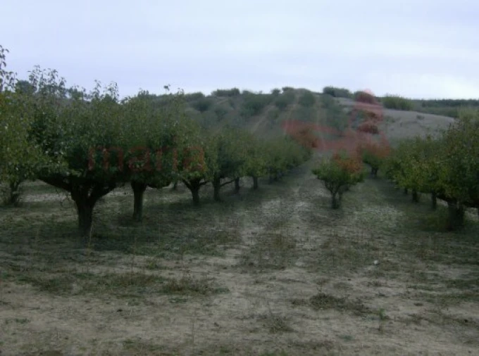 Terreno Agricola ou Rústico para Venda em Lourinhã e Atalaia Foto 1