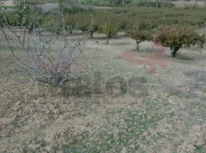 Terreno Agricola ou Rústico para Venda em Lourinhã e Atalaia Foto 5