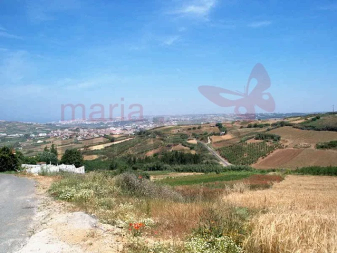 Terreno Agricola ou Rústico para Venda em Lourinhã e Atalaia Foto 4