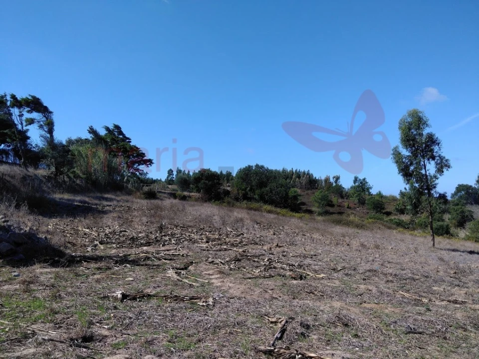 Terreno Agricola ou Rústico para Venda em Lourinhã e Atalaia Foto 2