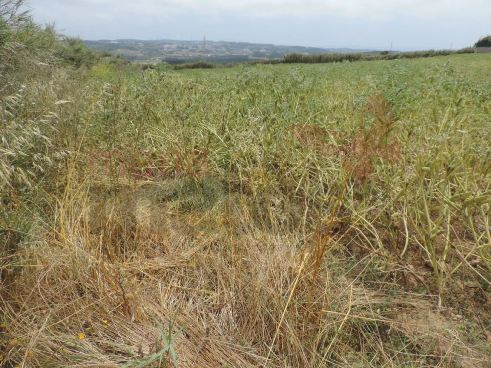 Terreno Agricola ou Rústico para Venda em Lourinhã e Atalaia Foto 4