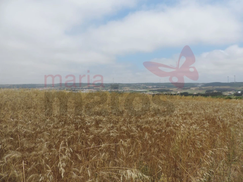 Terreno Agricola ou Rústico para Venda em Lourinhã e Atalaia Foto 5
