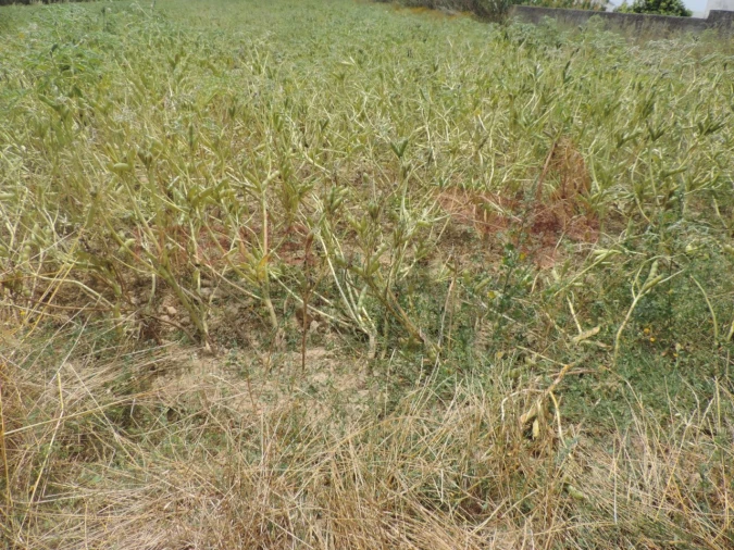 Terreno Agricola ou Rústico para Venda em Lourinhã e Atalaia Foto 3