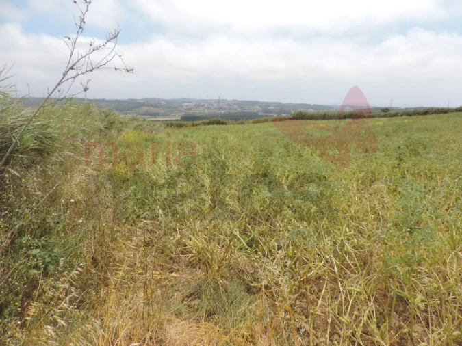 Terreno Agricola ou Rústico para Venda em Lourinhã e Atalaia