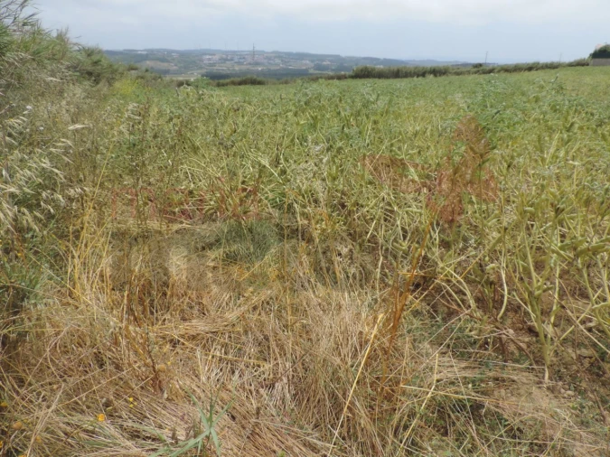 Terreno Agricola ou Rústico para Venda em Lourinhã e Atalaia Foto 4