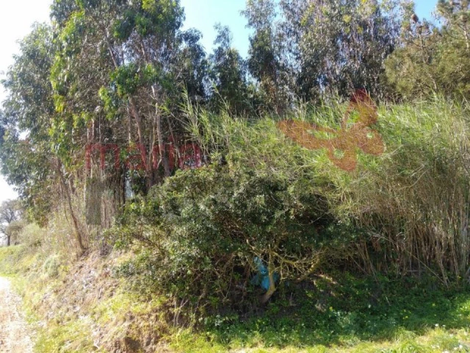 Terreno Agricola ou Rústico para Venda em Lourinhã e Atalaia Foto 3