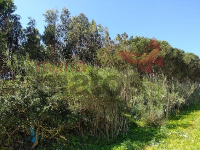 Terreno Agricola ou Rústico para Venda em Lourinhã e Atalaia Foto 4