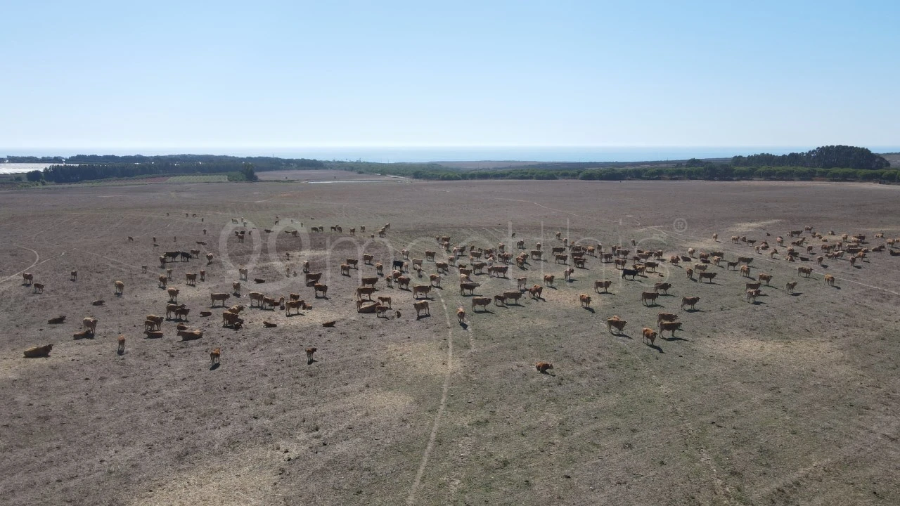 Quinta para Venda em São Teotónio Foto 19