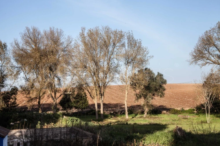 Quinta T10 para Venda em Cuba Foto 24