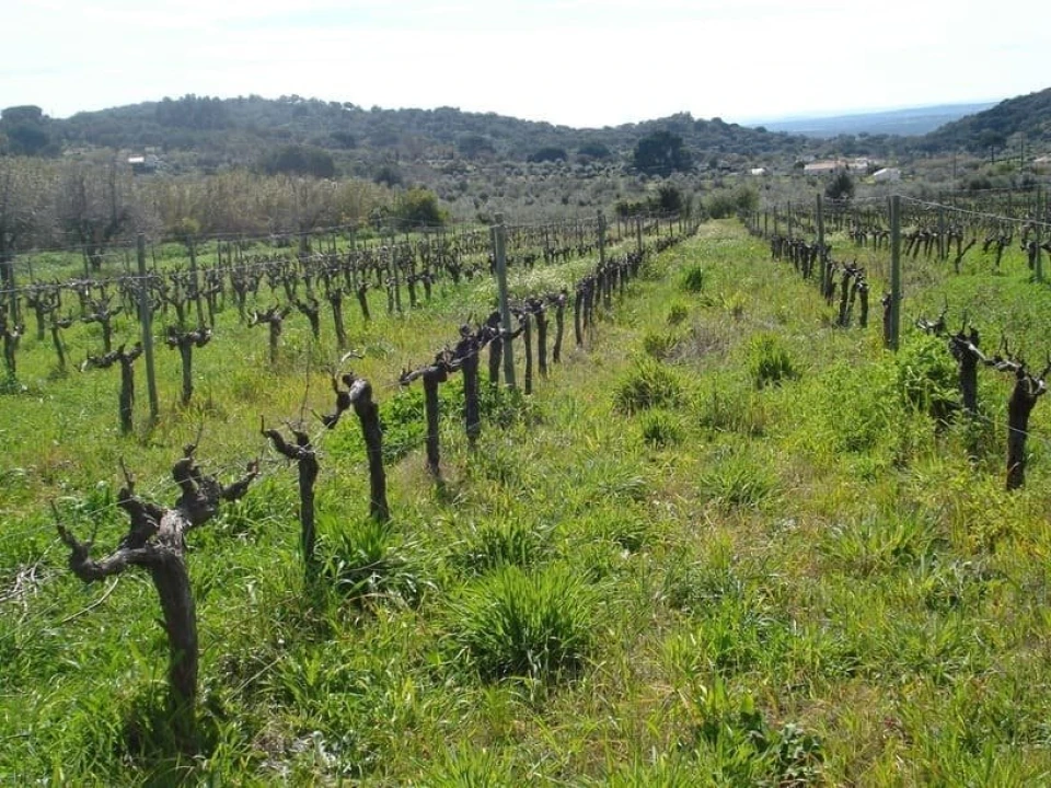 Quinta T0 para Venda em Sé e São Lourenço Foto 12