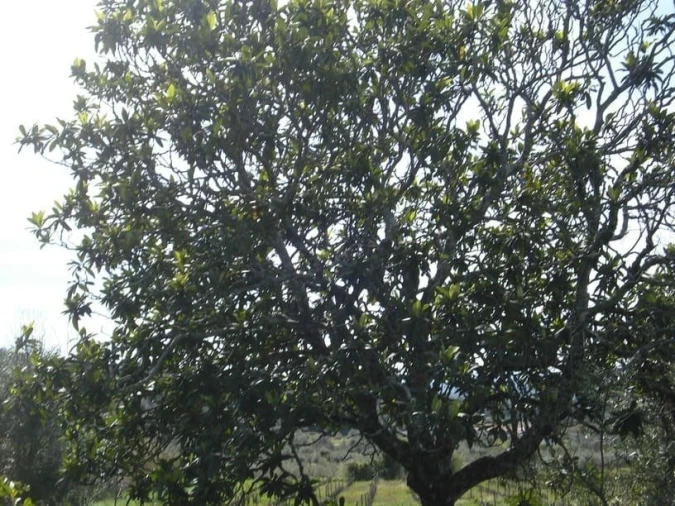 Quinta T0 para Venda em Sé e São Lourenço Foto 14