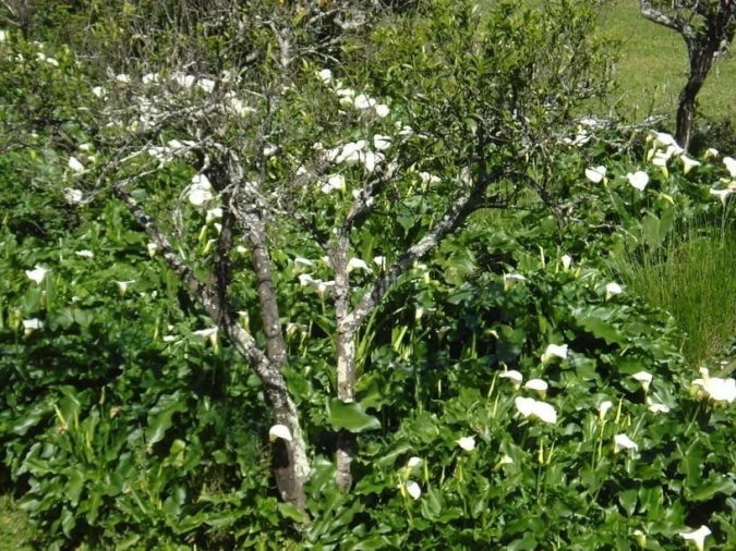 Quinta T0 para Venda em Sé e São Lourenço Foto 20