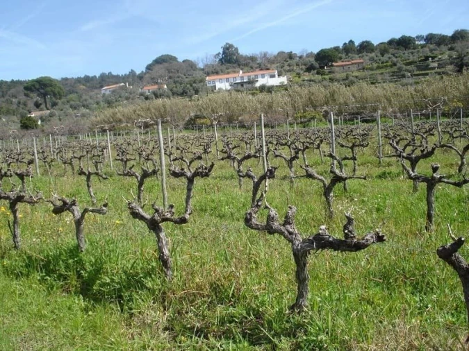 Quinta T0 para Venda em Sé e São Lourenço Foto 11