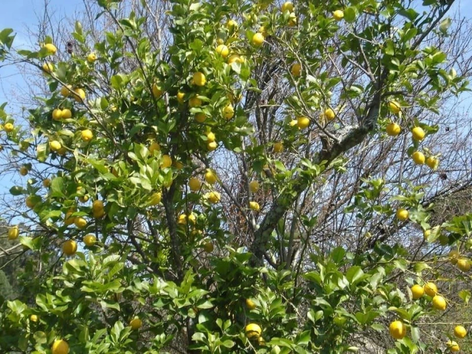Quinta T0 para Venda em Sé e São Lourenço Foto 15