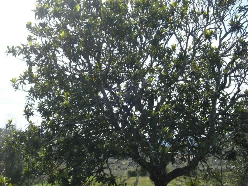 Quinta T0 para Venda em Sé e São Lourenço Foto 14