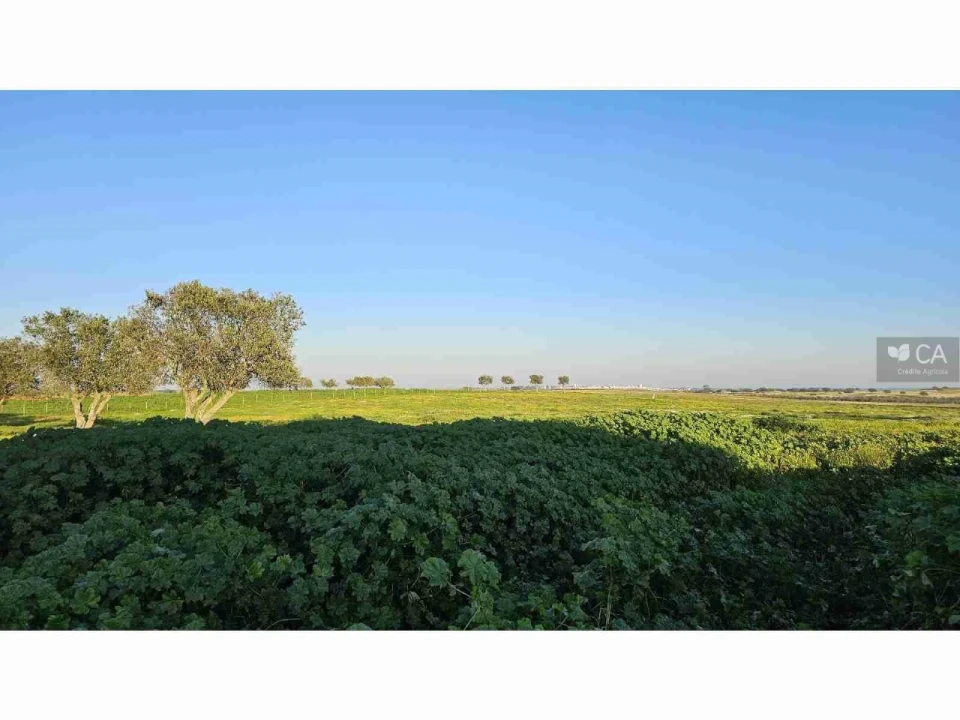 Quinta para Venda em Castro Verde e Casével Foto 14