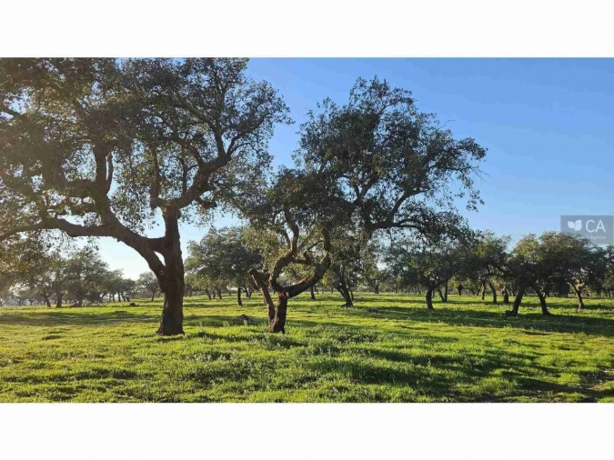 Quinta para Venda em Castro Verde e Casével Foto 12