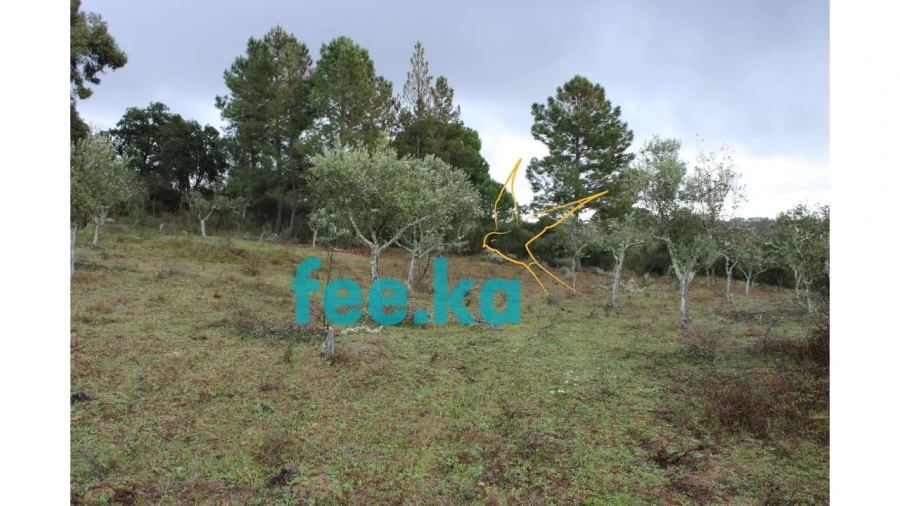 Terreno para Venda em Castelo Branco Foto 7