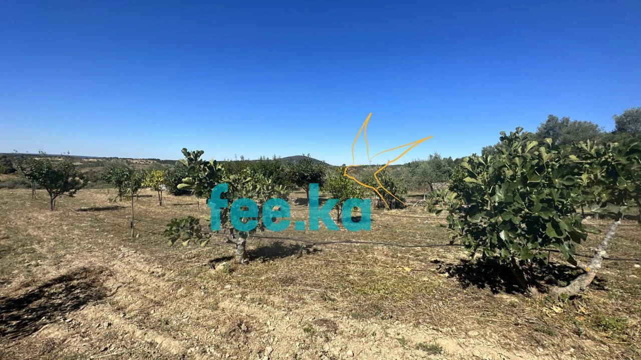 Quinta para Venda em Monfortinho e Salvaterra do Extremo Foto 32