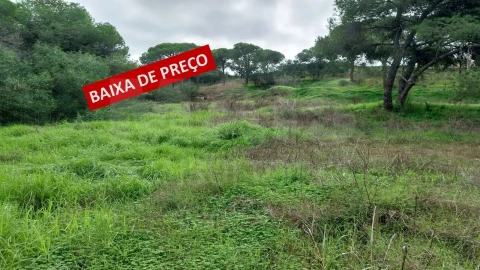 Terreno para Venda em Almancil