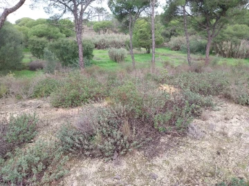 Terreno para Venda em Almancil