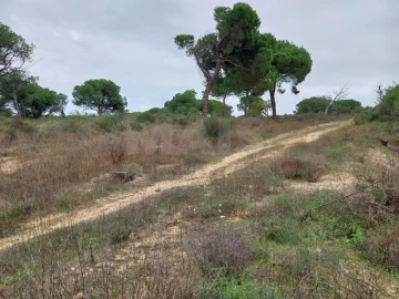 Terreno para Venda em Almancil