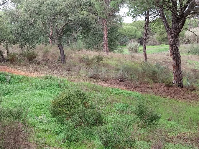 Terreno para Venda em Almancil Foto 3